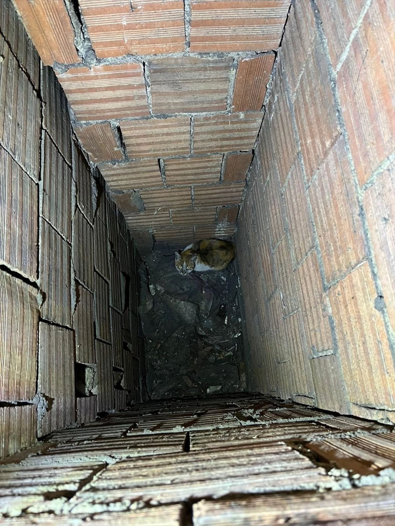 Erzincan'da apartmanın havalandırma boşluğuna düşen kedi, itfaiye ekiplerince kurtarıldı.