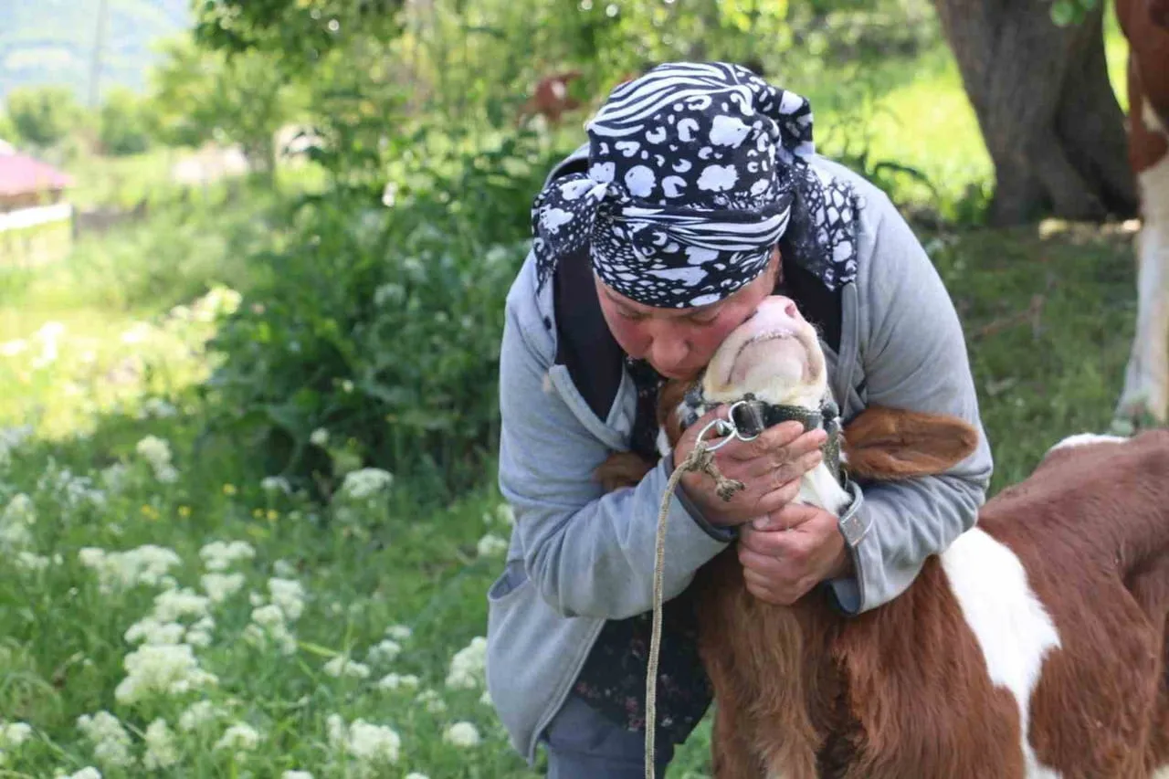 ERZİNCAN’IN ÜZÜMLÜ İLÇESİNE BAĞLI DEREBÜK KÖYÜNDE YAŞAYAN GÜRCİSTANLI NİNO EROĞLU, HAYVANCILIKLA...