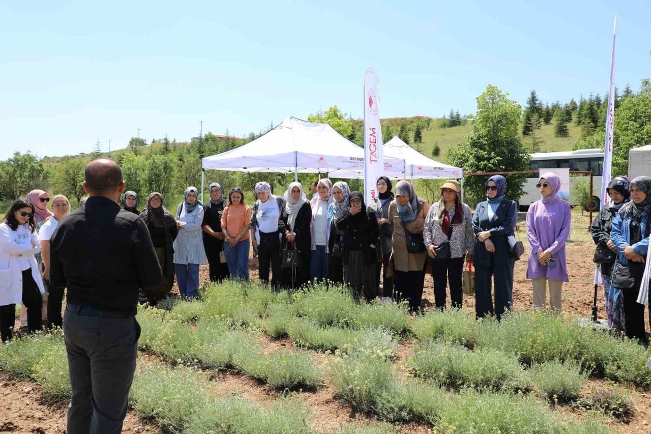 ESKİŞEHİR'DE YÜRÜTÜLEN PROJE KAPSAMINDA YETİŞTİRİLEN ALTIN OTU BİTKİSİNİN HASADI, DÜZENLENEN...
