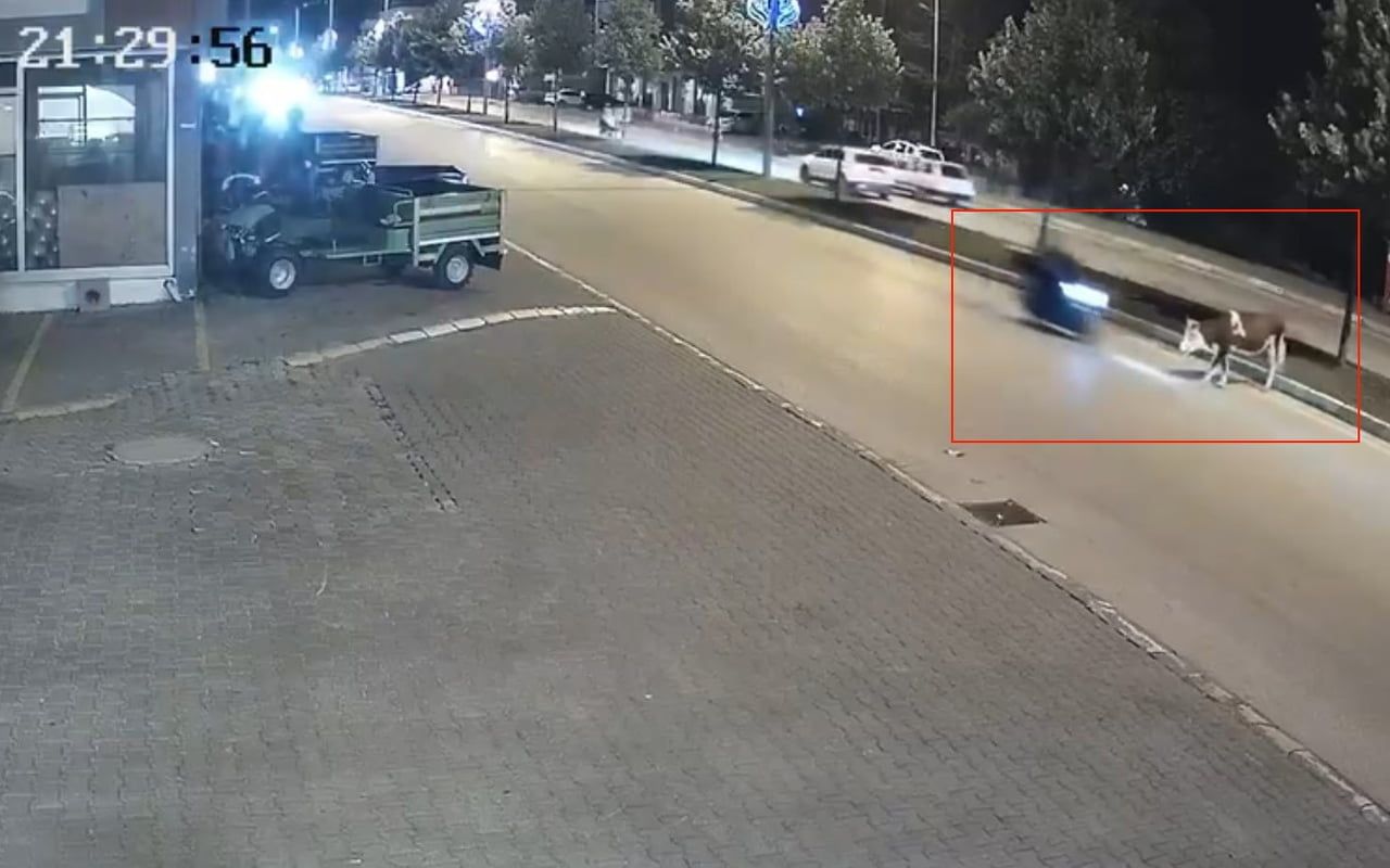 DÜZCE'DE SEYİR HALİNDEKİ MOTOSİKLETLİ BİR ANDA YOLA ÇIKAN BÜYÜKBAŞ HAYVANA ÇARPTI.