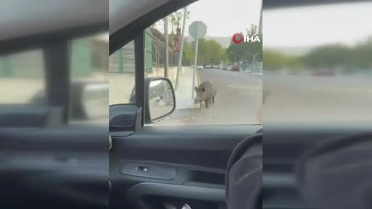 Amasya'da binaya giren yaban domuzu polis operasyonuyla etkisiz hale getirildi