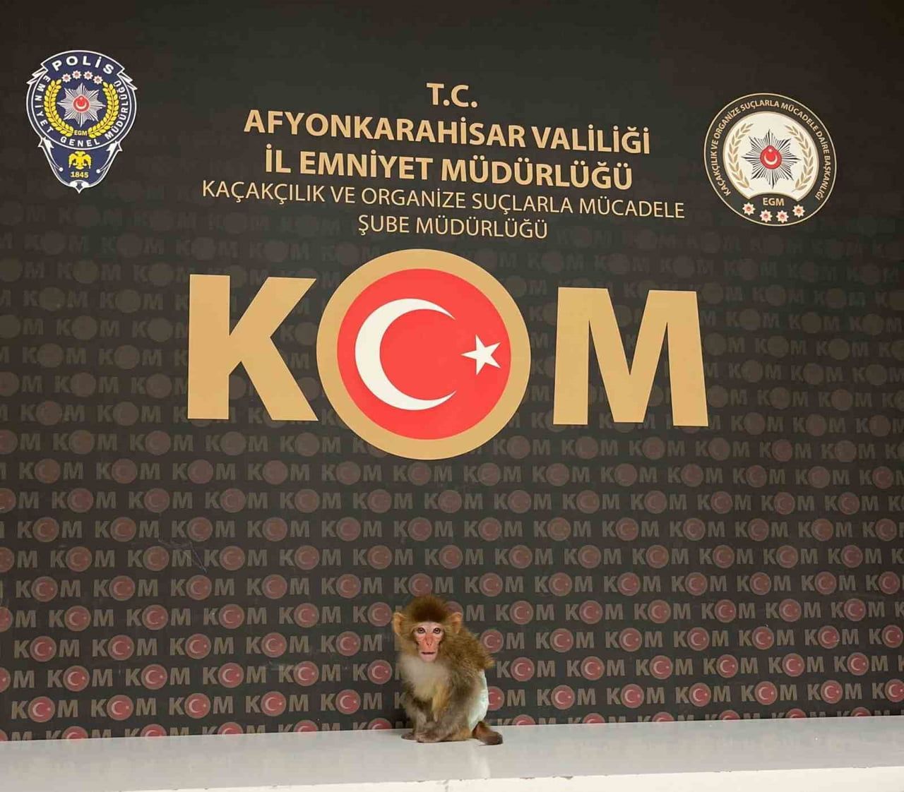 AFYONKARAHİSAR’DA BİR EVE YAPILAN BASKINDA NESLİ TÜKENMEKTE OLAN RHESUS MAKAK CİNSİ MAYMUN...