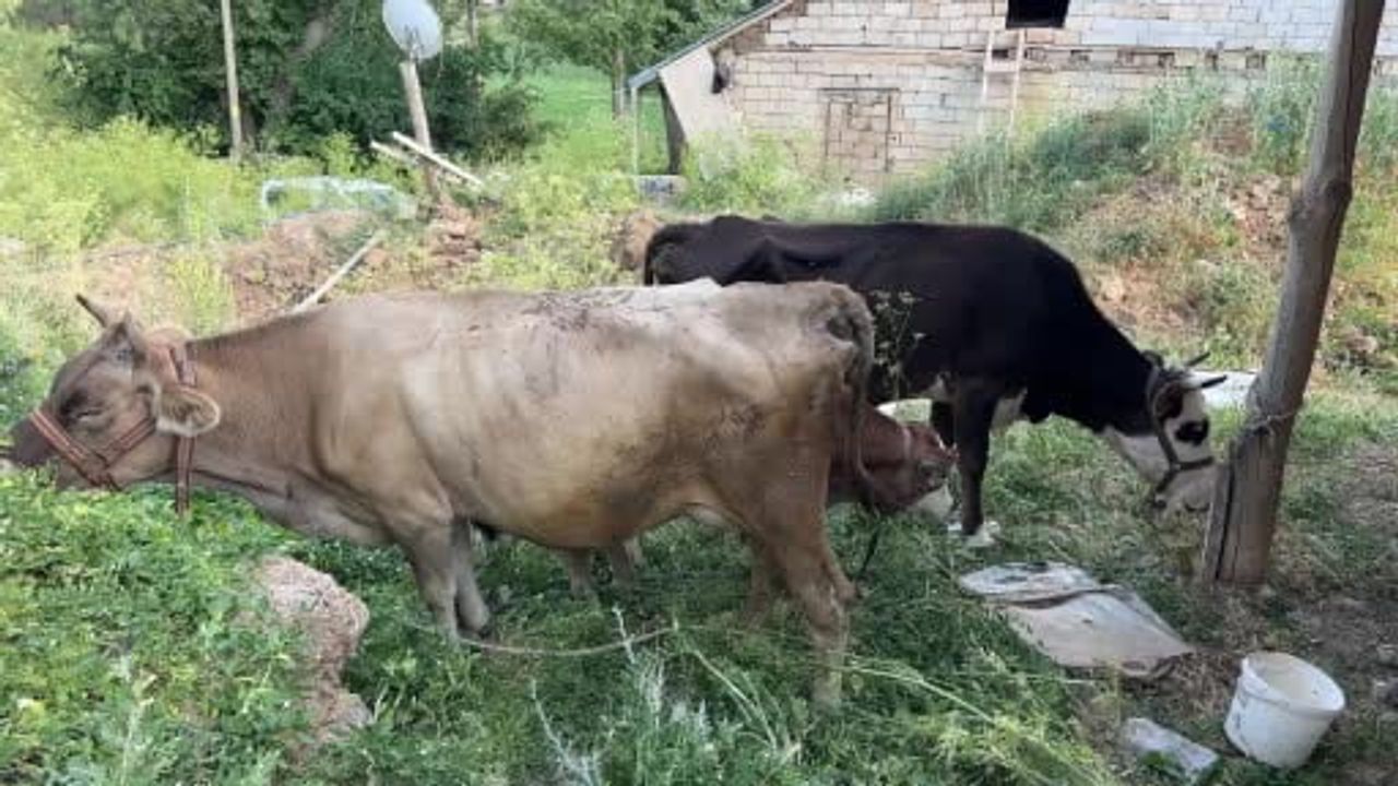 İHA'nın haberi sesi oldu: Uçurumdan düşen ineği için gözyaşı döken Ayni teyzeye yardım eli...