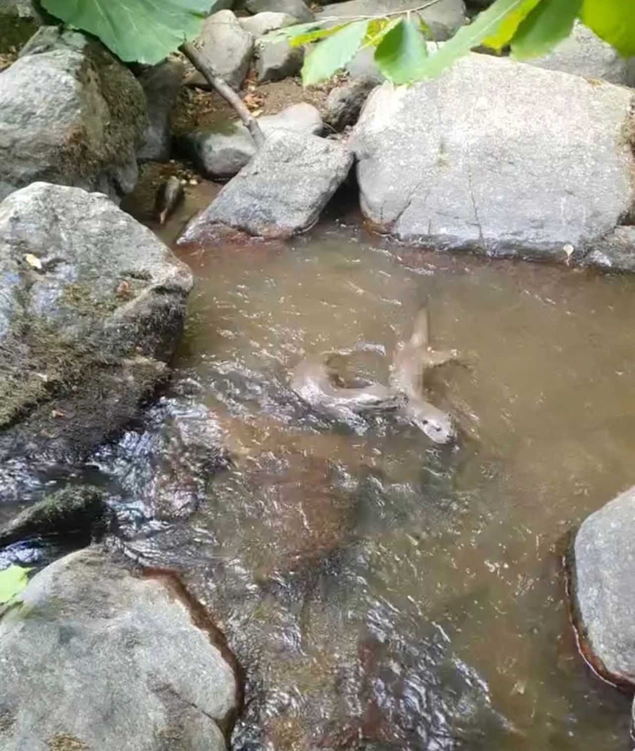 ISTRANCA DAĞLARI'NDAKİ DERE VE SU KAYNAKLARINDA YAŞAMLARINI SÜRDÜREN SU SAMURLARI, DOĞAL...