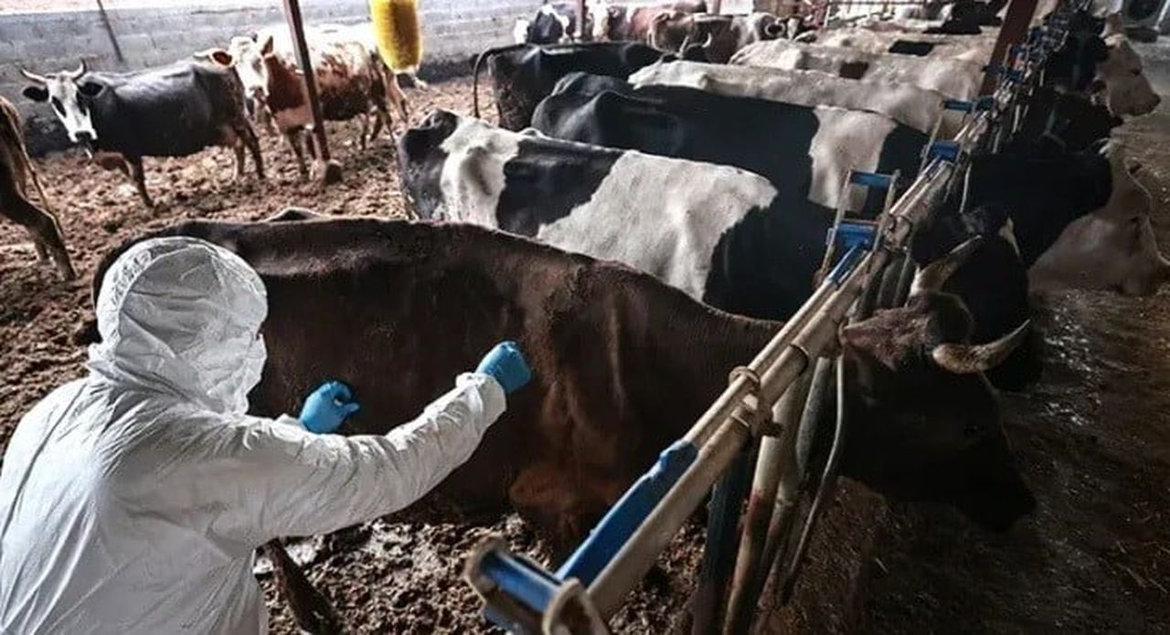 KAHRAMANMARAŞ’IN ELBİSTAN İLÇESİNDE BÜYÜKBAŞ HAYVANLARDA GÖRÜLEN ŞAP HASTALIĞI NEDENİYLE HAYVAN...