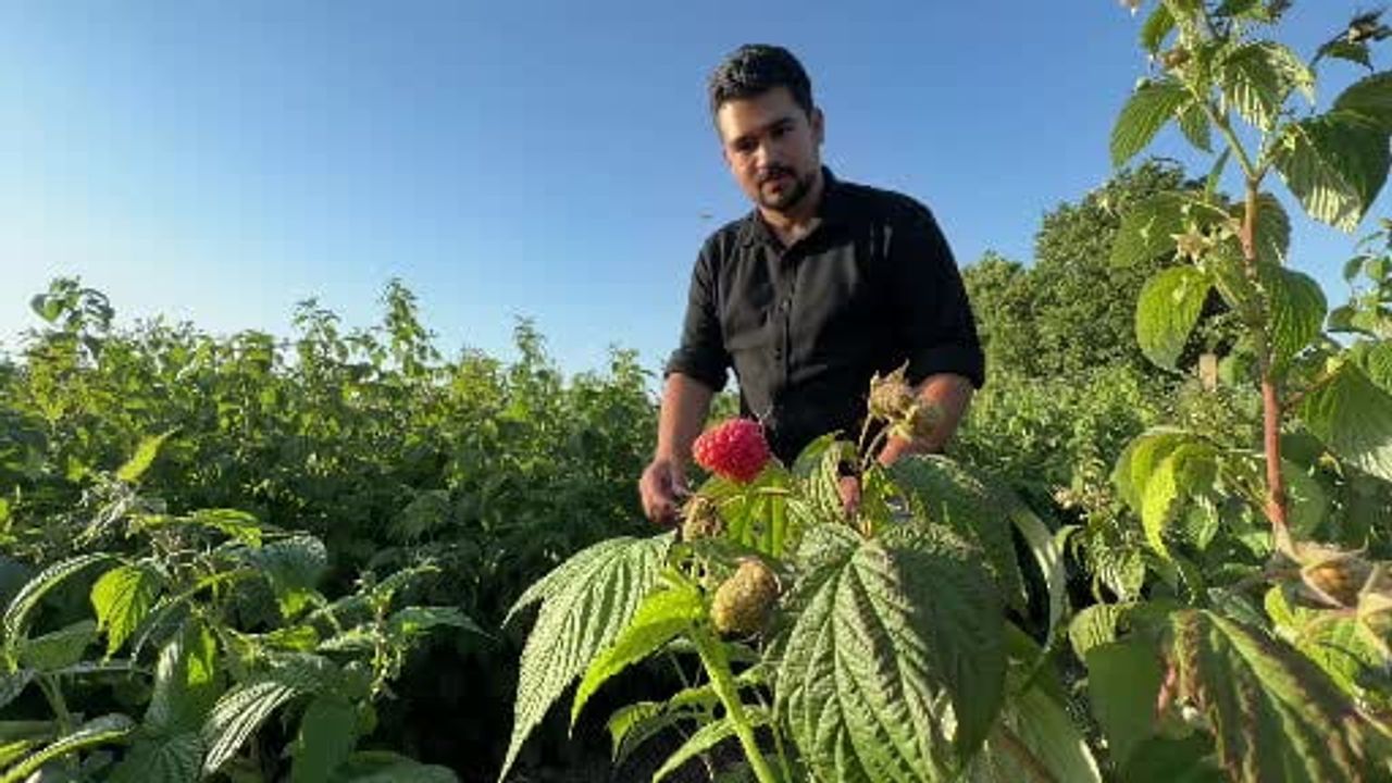 Bu tarlada istediğin kadar yiyip, topladığın kadar ödüyorsun