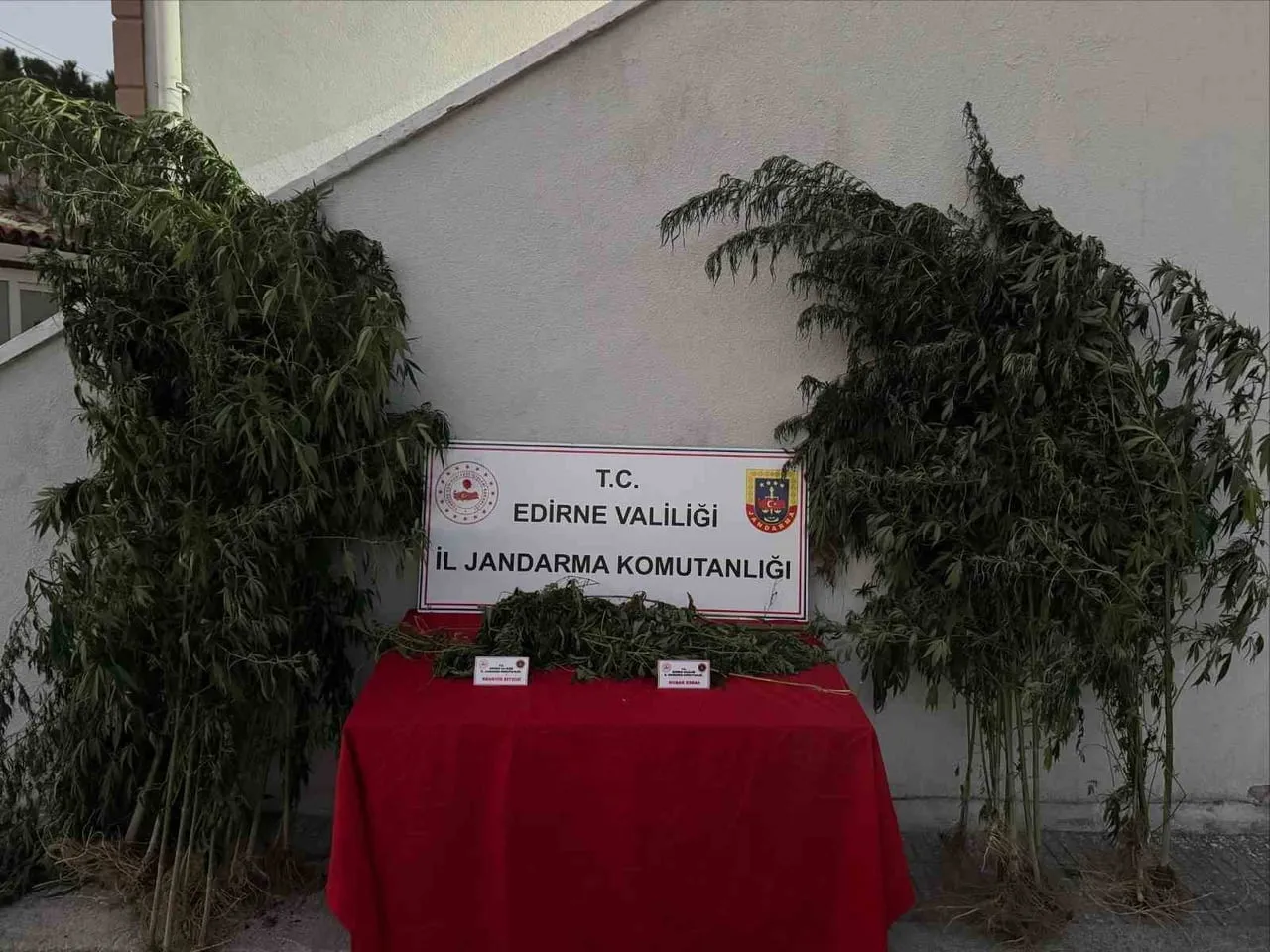 EDİRNE’DE KAMU ARAZİSİNDE 52 KÖK KENEVİR VE 1 KİLO 310 GRAM ESRAR ELE GEÇİRİLDİ