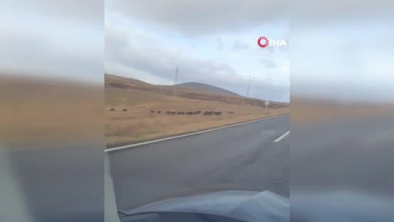 Kars’ta domuz sürüsü böyle görüntülendi