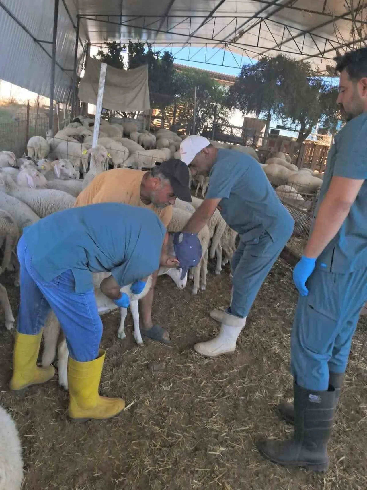 AYDIN’IN KÖŞK İLÇESİNDE KÜÇÜKBAŞ HAYVANLARIN KULAK KÜPESİ TAKILARAK KİMLİKLENDİRİLMESİNE YÖNELİK...