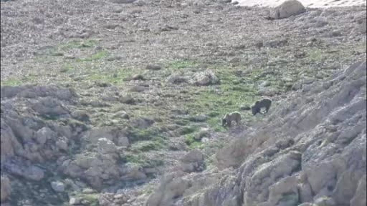 2 bin 500 rakımlı yaylada ayıların kar keyfi kamerada