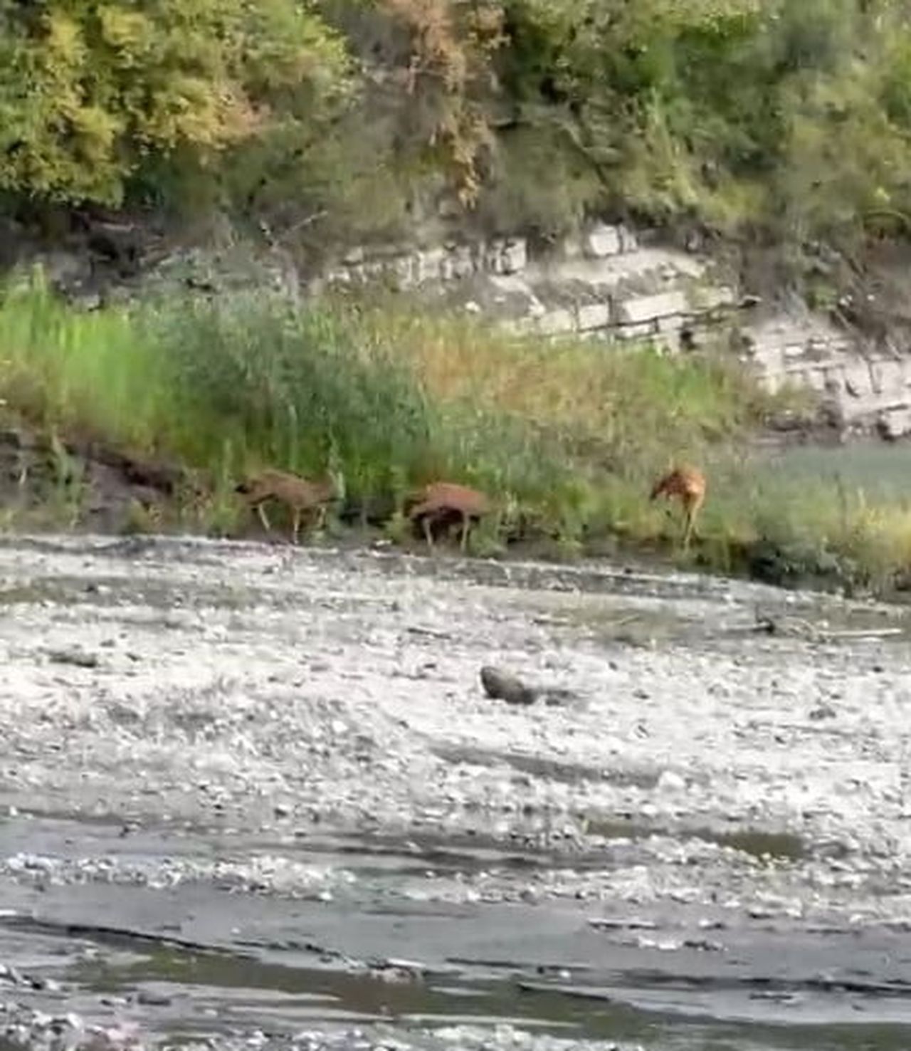 KASTAMONU’NUN ÇATALZEYTİN İLÇESİNDE DERE KENARINA KADAR İNEN ÜÇ KARACA, SU İÇTİKLERİ ESNADA CEP...