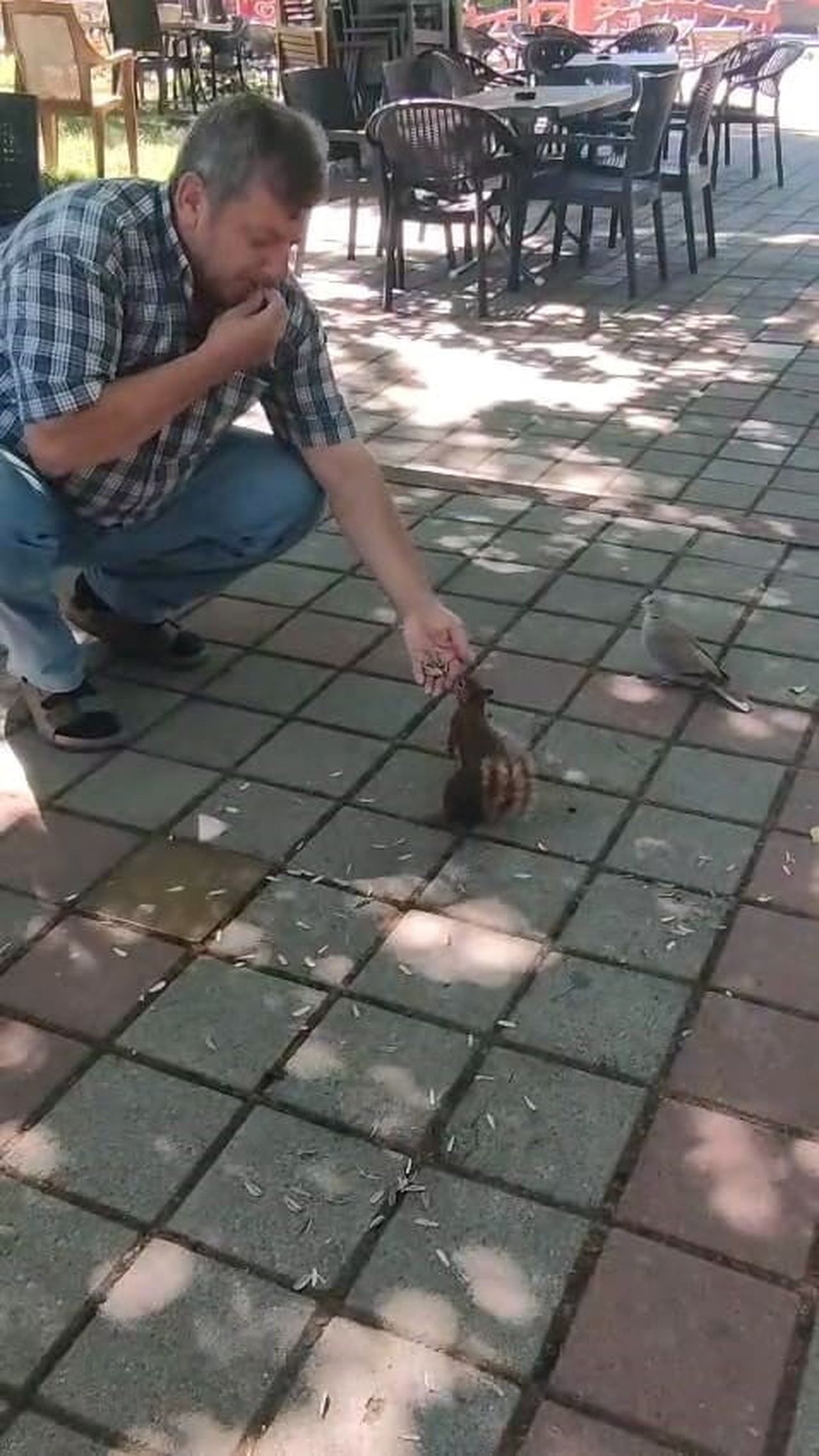 BURSA’NIN İNEGÖL İLÇESİNDE ÇAY BAHÇESİNE GELEN SİNCAP VE KUMRU, VATANDAŞIN İLGİSİYLE KARŞILAŞTI....