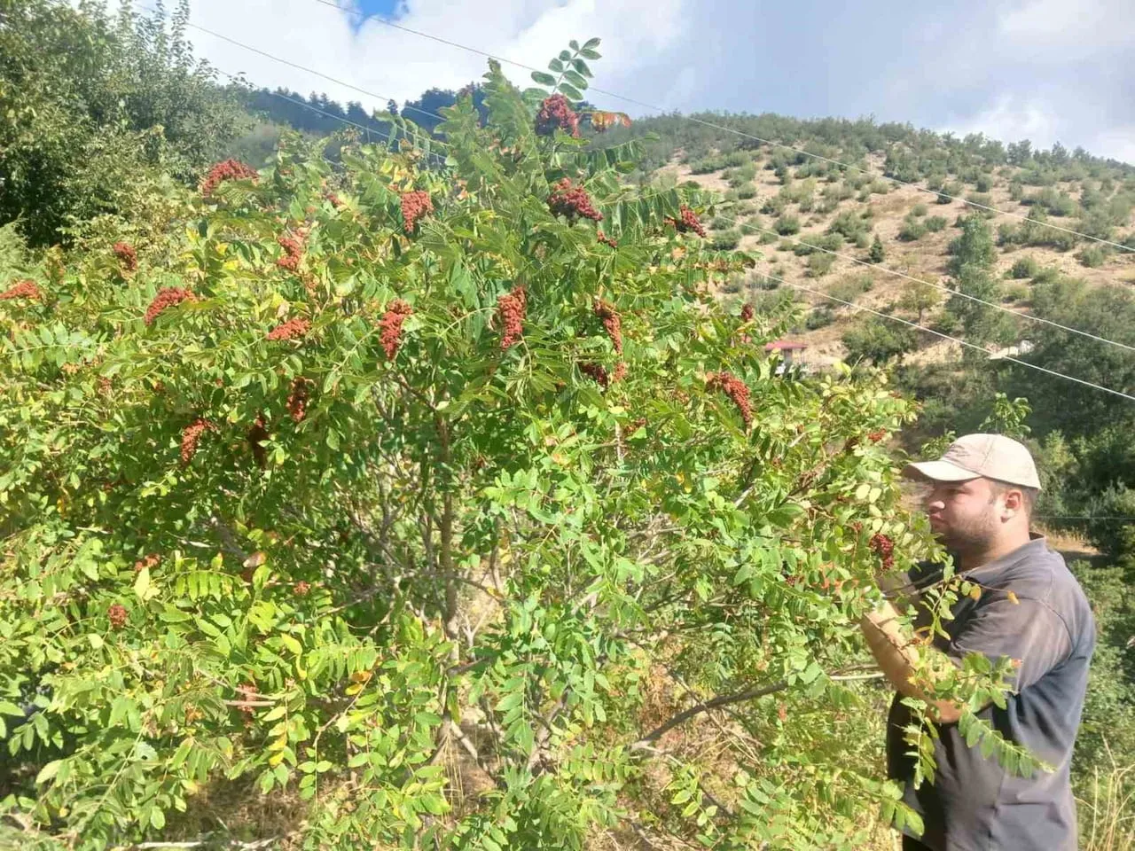 KAHRAMANMARAŞ’IN ANDIRIN İLÇESİNDE, GELENEKSEL YÖNTEMLERLE YETİŞTİRİLEN SUMAKLARIN HASADINA...