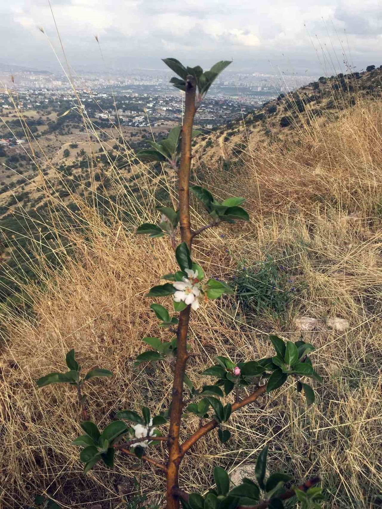 KAYSERİ'NİN MERKEZ İLÇELERİNDEN TALAS'TA DOĞAL GÜZELLİĞİYLE MEST EDEN ALİ DAĞI'NDA SONBAHARDA...