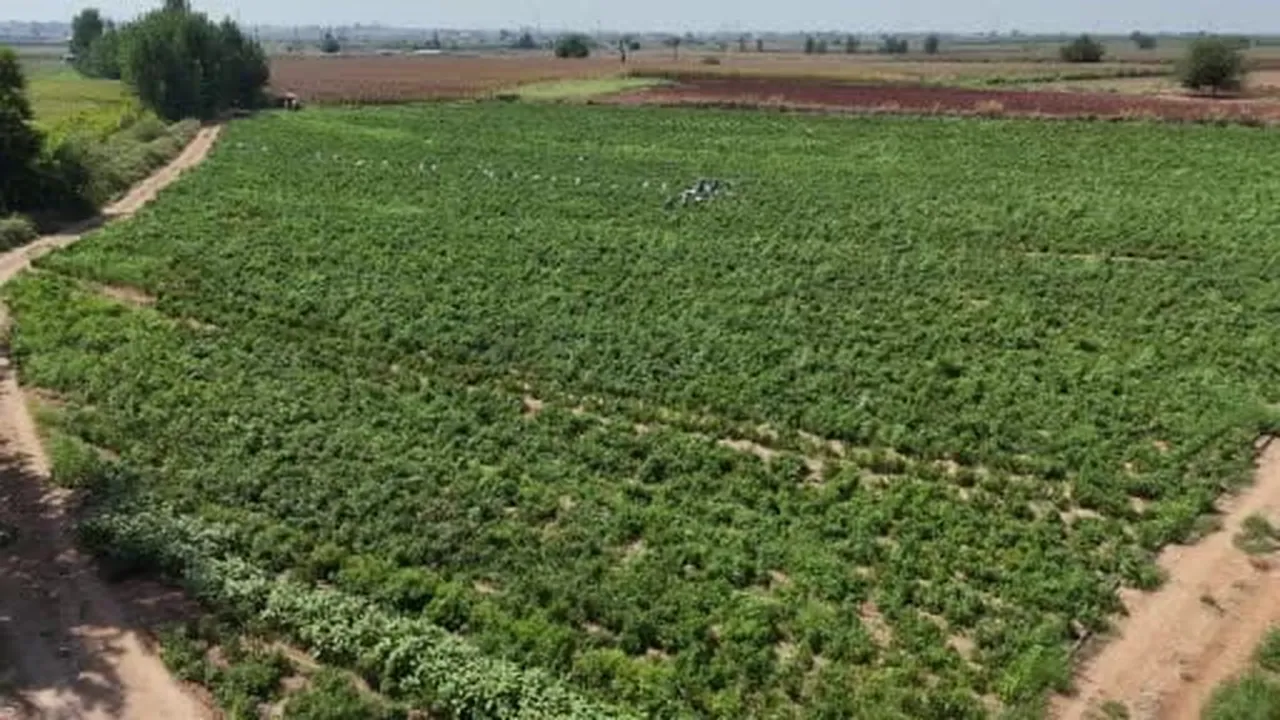 Salçalık biberi önce hırsızlar hasat etti