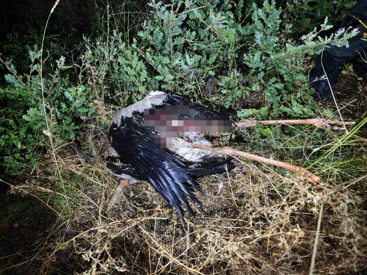 BİLECİK'TE ELEKTRİK TELLERİNE KUŞ ÇARPMASI SONUCU ÇIKAN YANGIN, EKİPLERİN ZAMANINDA MÜDAHALESİYLE...