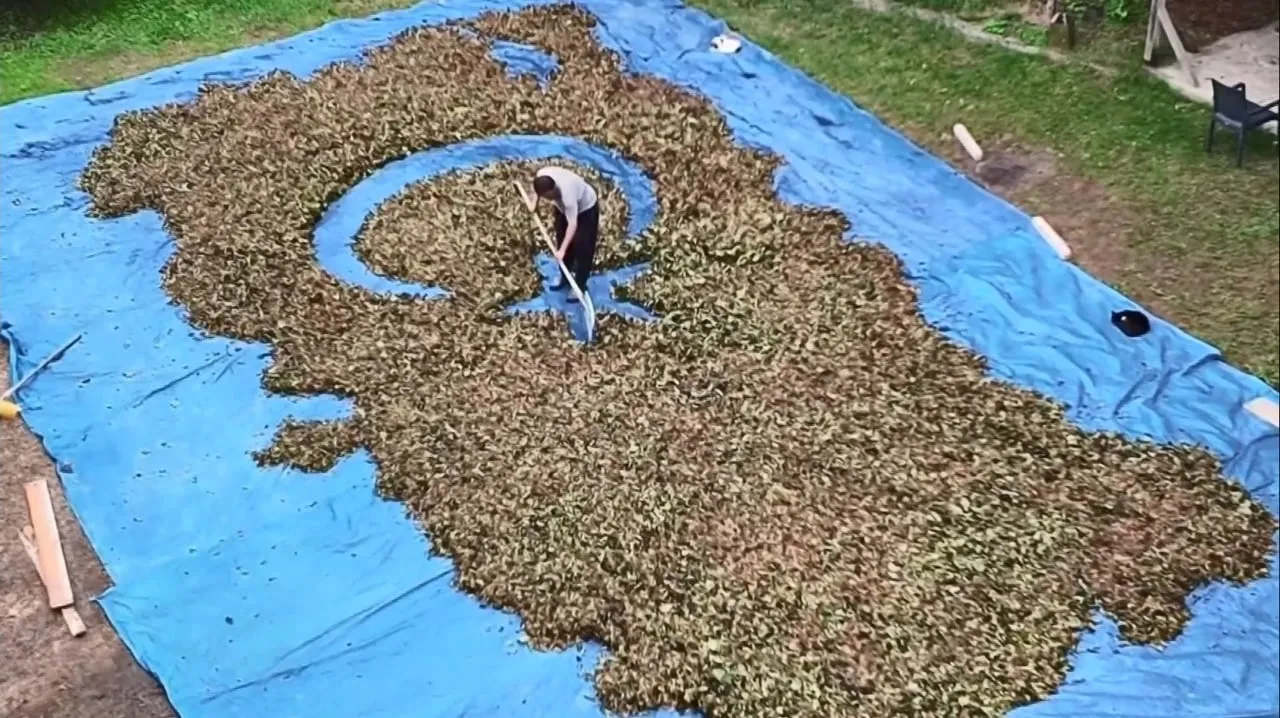 ORDU'DA ÇİFTÇİ ADEM ARSLAN, HASADINI YAPTIĞI FINDIKLARLA AY-YILDIZ, TÜRK BAYRAĞI VE TÜRKİYE...