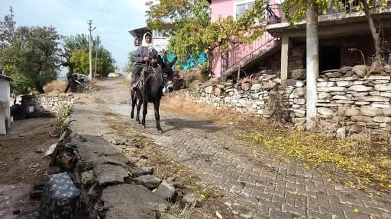 Manisa'da dağlardan toplayıp ilaç ve kozmetik devlerine satıyorlar