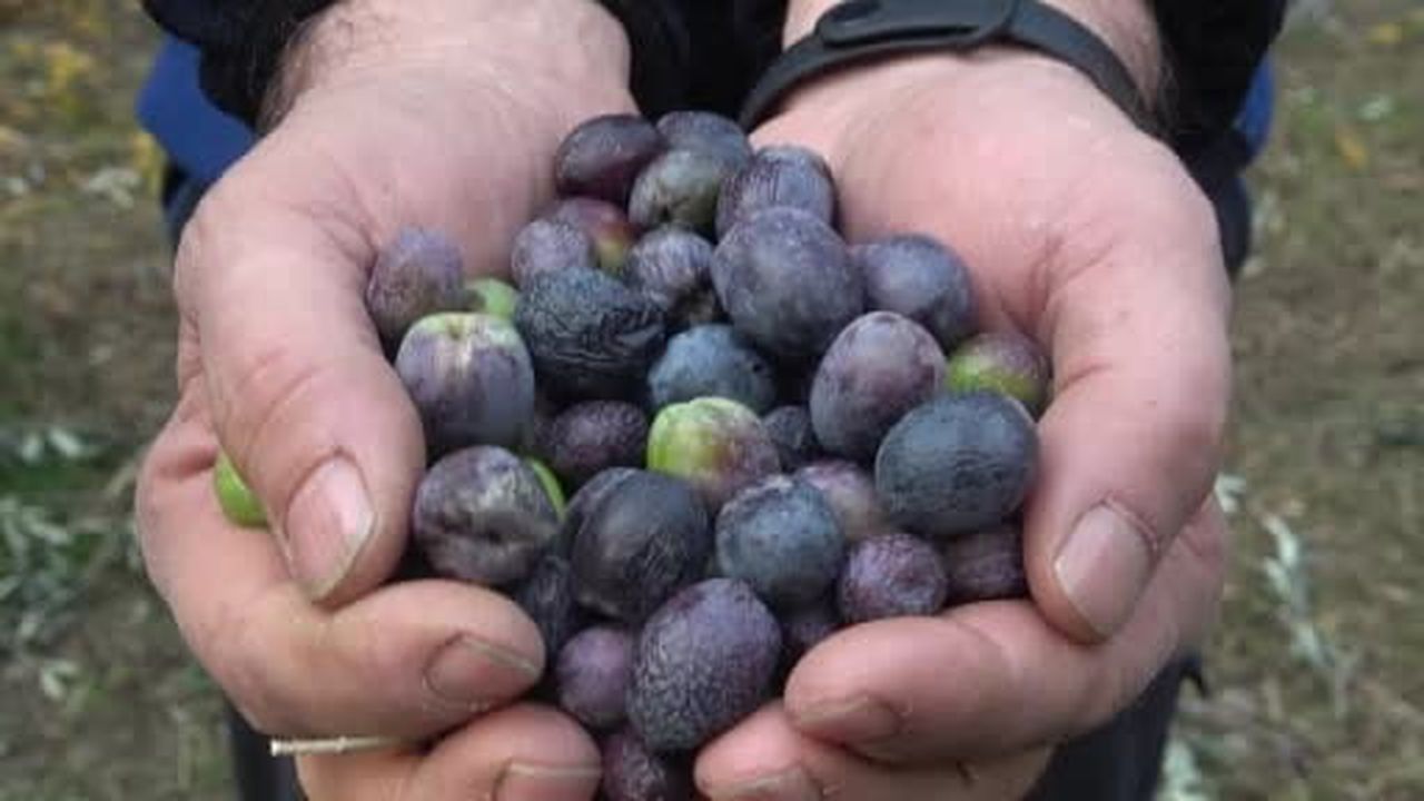 Artvin'in Butko zeytininde yeni sezon fiyatları açıklandı