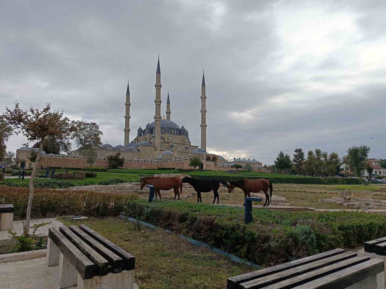 EDİRNE'DE ÜÇ BAŞIBOŞ AT, KENTİN EN ÖNEMLİ TARİHİ NOKTALARINDAN SELİMİYE MEYDANI'NA KADAR GİREREK...