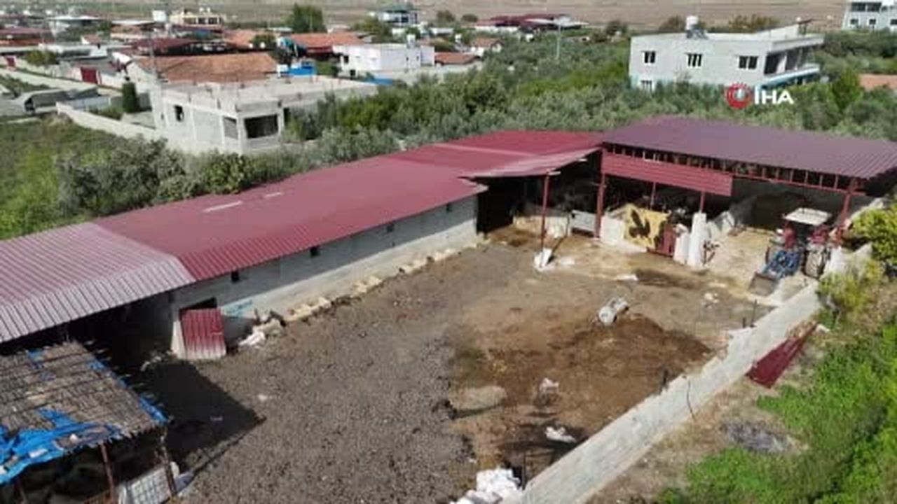 Kırıkhan Özkızılkaya'da ağızdan köpük gelmesiyle başlayan şap hastalığında hayvanlar telef...