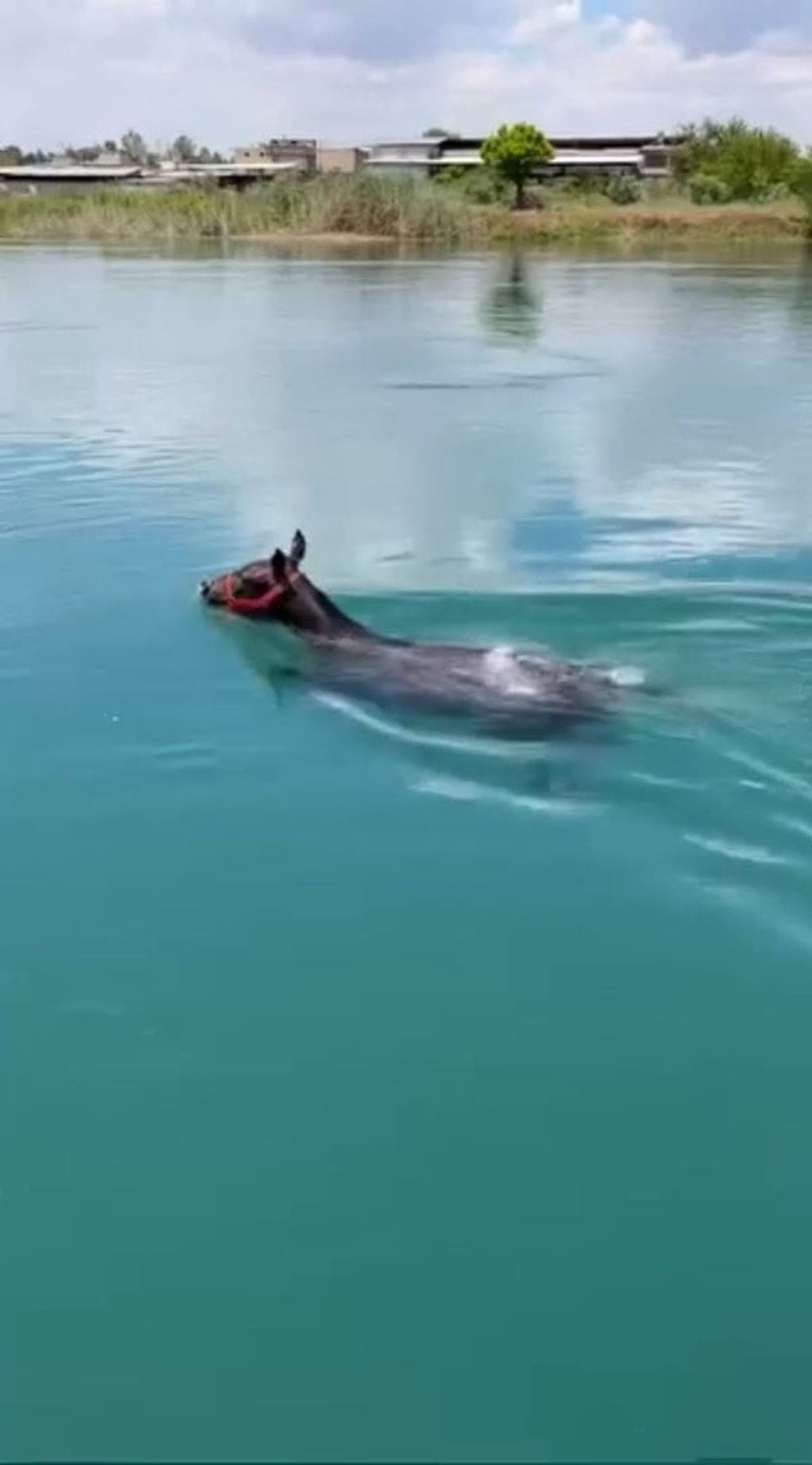 FIRAT NEHRİ'NDE YÜZEN AT GÖRÜLDÜ