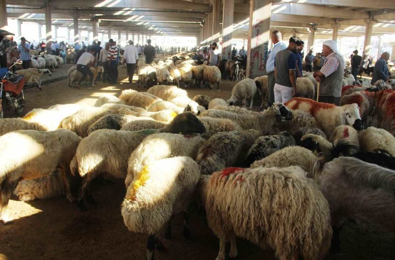 İzmir kurbanlık fiyatları