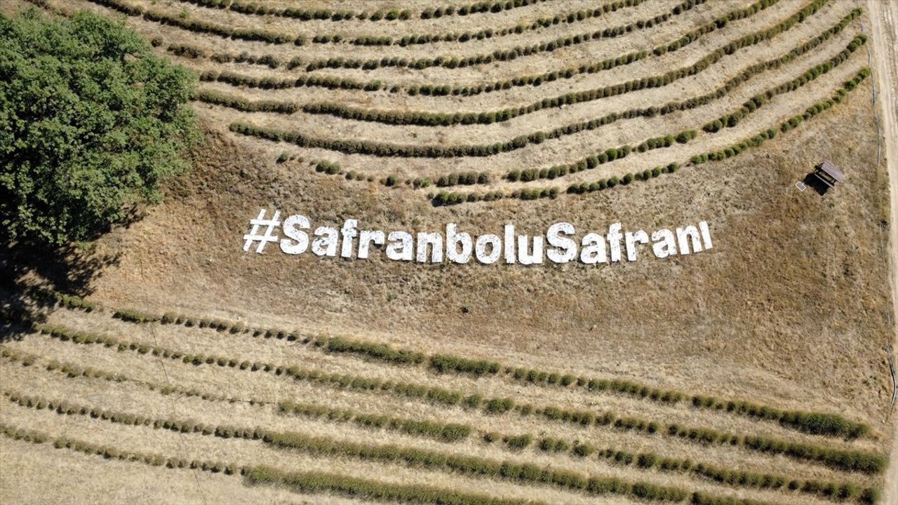 Karabük'ün Safranbolu ilçesinde Avrupa Birliği'nden (AB) coğrafi işaret tescili alan safranın...