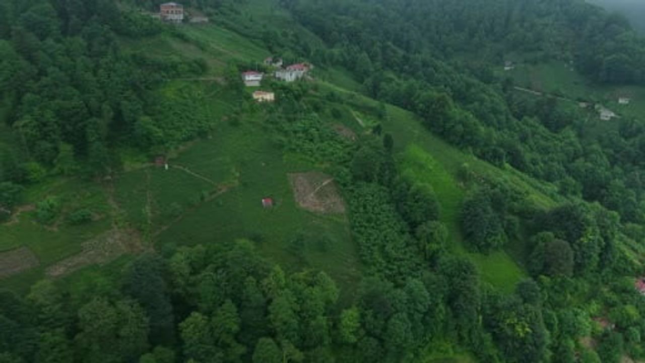 Karadeniz'in yeşil altınında zorlu hasat sürüyor