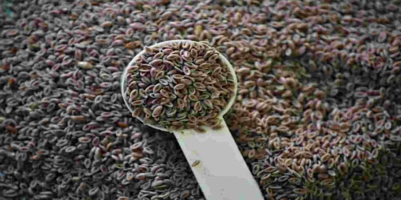 karnıyarık otu
