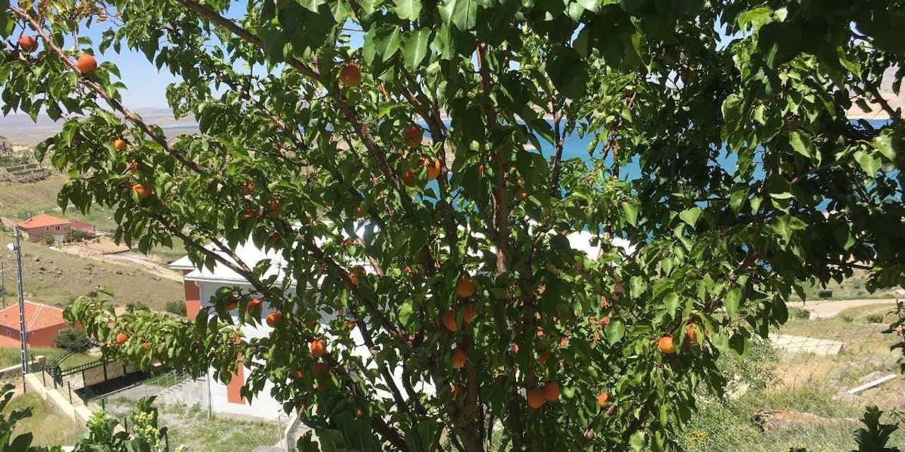 Kayısı kaç kalori