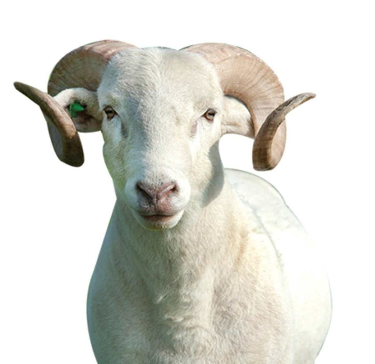 Kurban Bayramı
