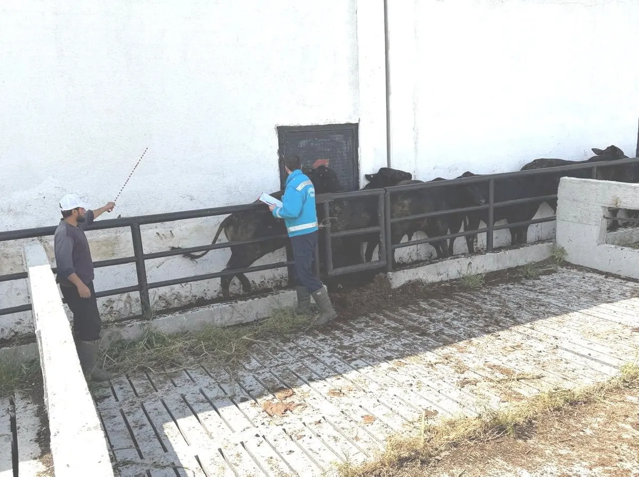 KÜTAHYA’DA İTHAL BESİLİK DANALARIN AŞILAMA VE SAĞLIK KONTROLLERİ YAPILDI