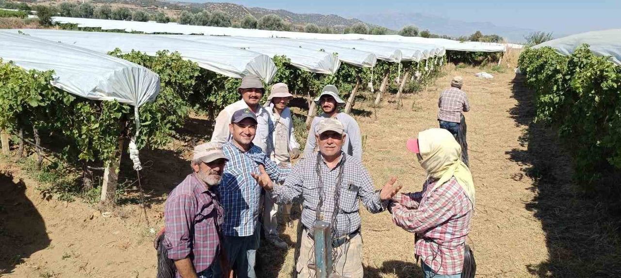 MANİSA'NIN SARIGÖL İLÇESİNDE DÜNYACA ÜNLÜ ÇEKİRDEKSİZ SULTANİYE ÜZÜMÜNÜ DOLU, AŞIRI SICAK, TOZ VE...