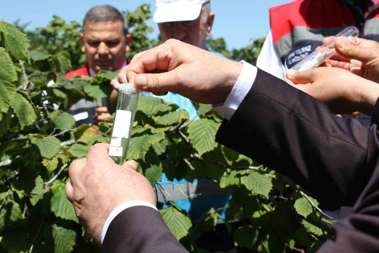SAMURAY ARISI DOĞAYA BIRAKILDI