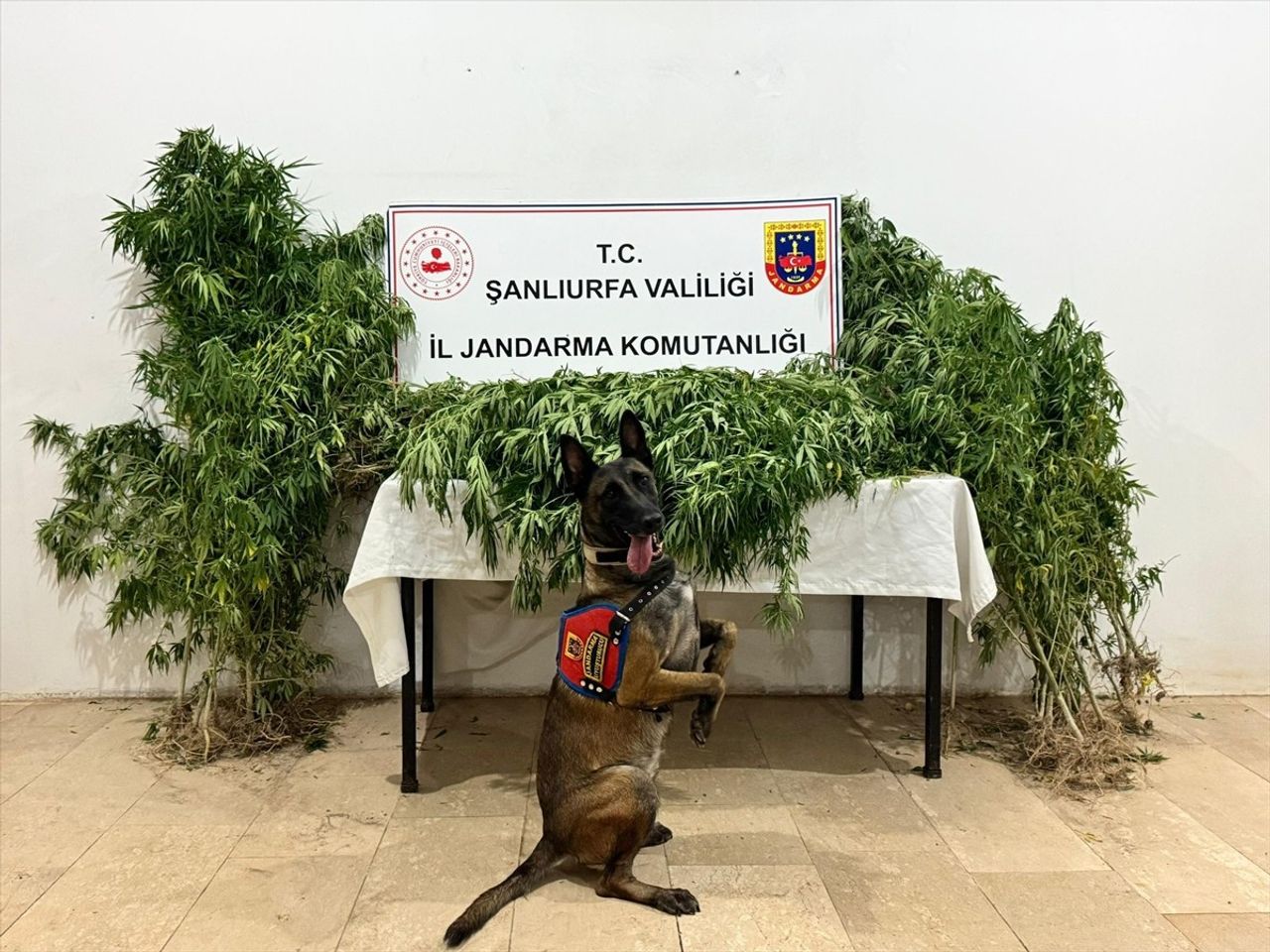 Şanlıurfa'da düzenlenen uyuşturucu operasyonunda 12 şüpheli gözaltına alındı. Narkotik köpeğinin...