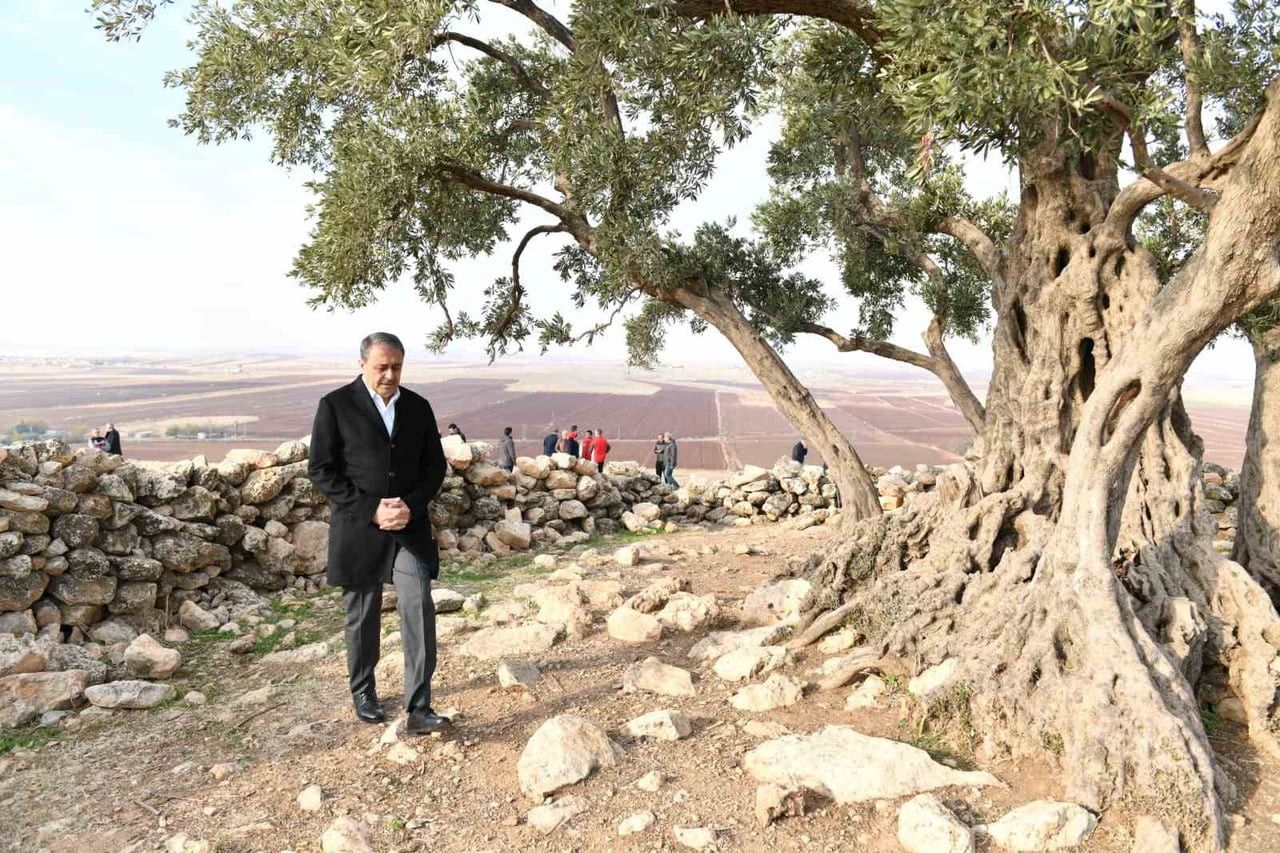 ŞANLIURFA’DA 1314 YILLIK ZEYTİN AĞACININ ÇEVRE DÜZENLEMESİ YAPILIYOR