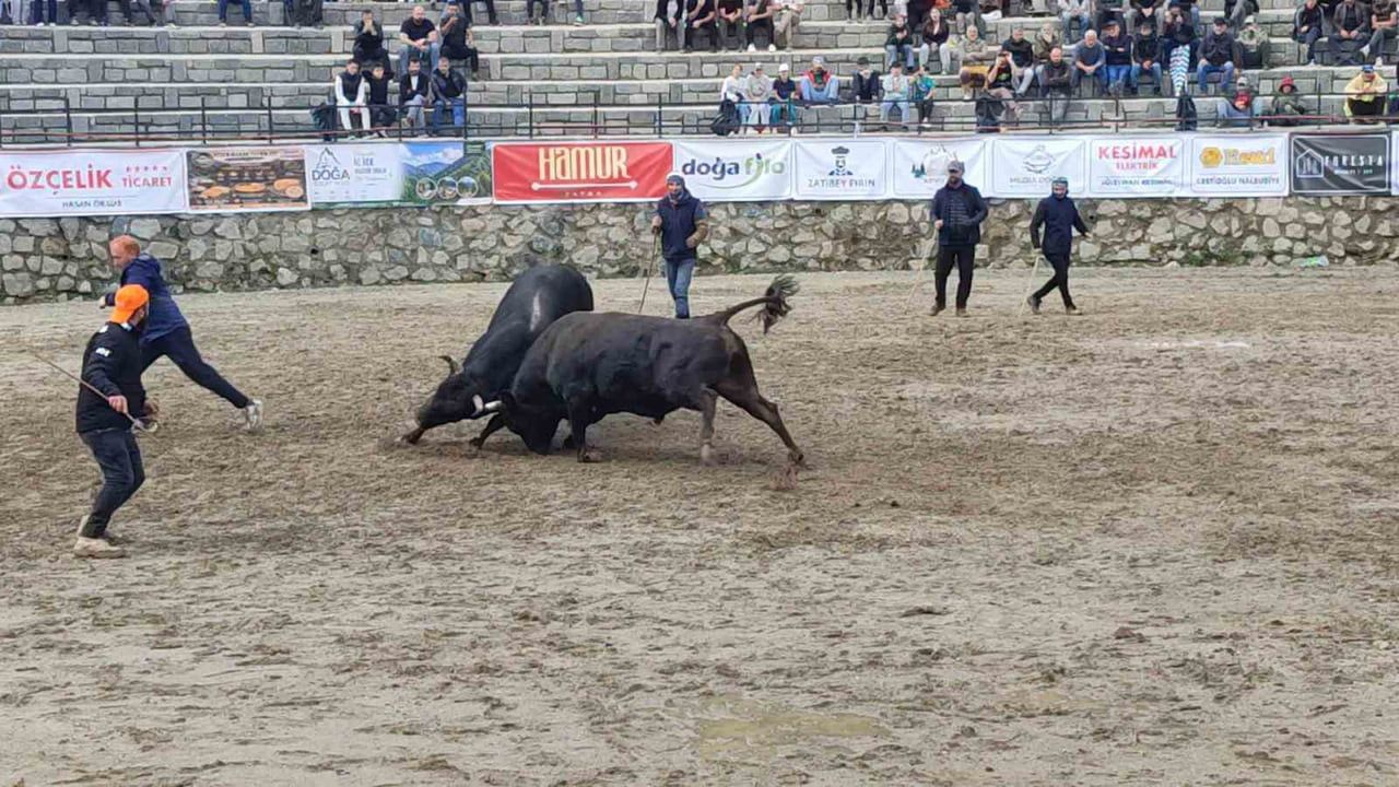 ŞENLİĞİN İLK GÜNÜNDE BOĞA GÜREŞLERİ HEYECANI YAŞANDI
