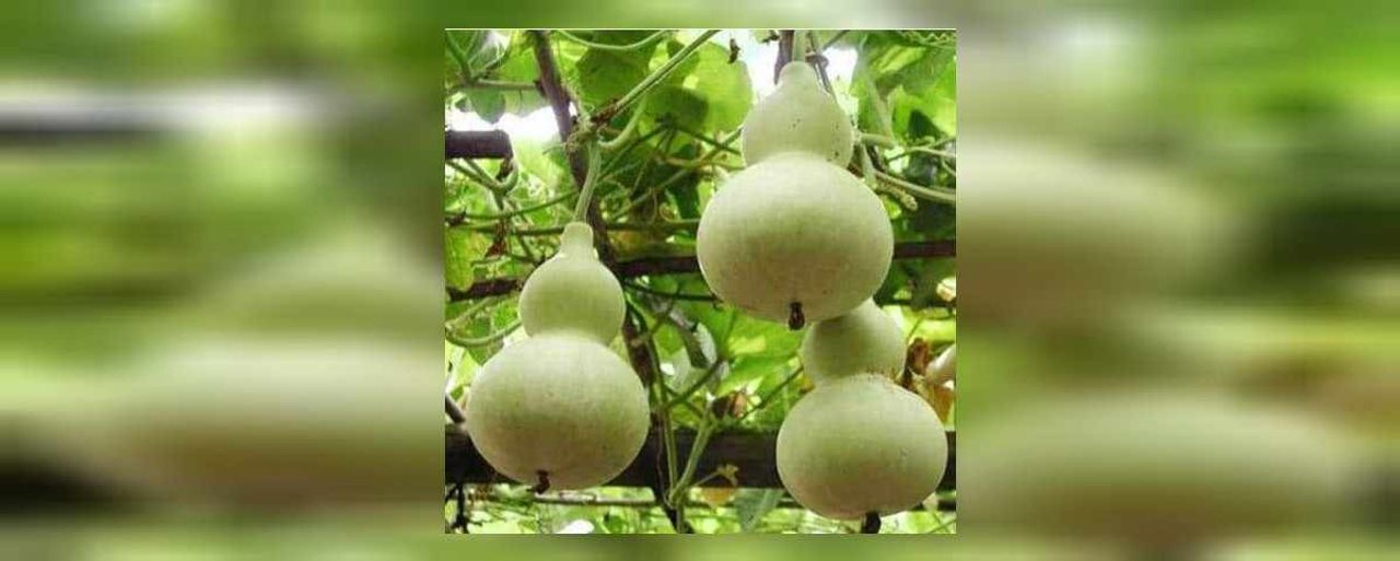 su kabağı nasıl kurutulur