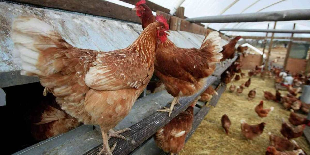 Tavuk Çiftliği Kredi Başvurusu