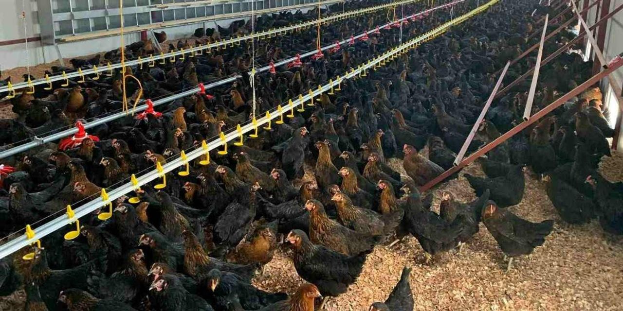Tavuk Çiftliği Nasıl Kurulur