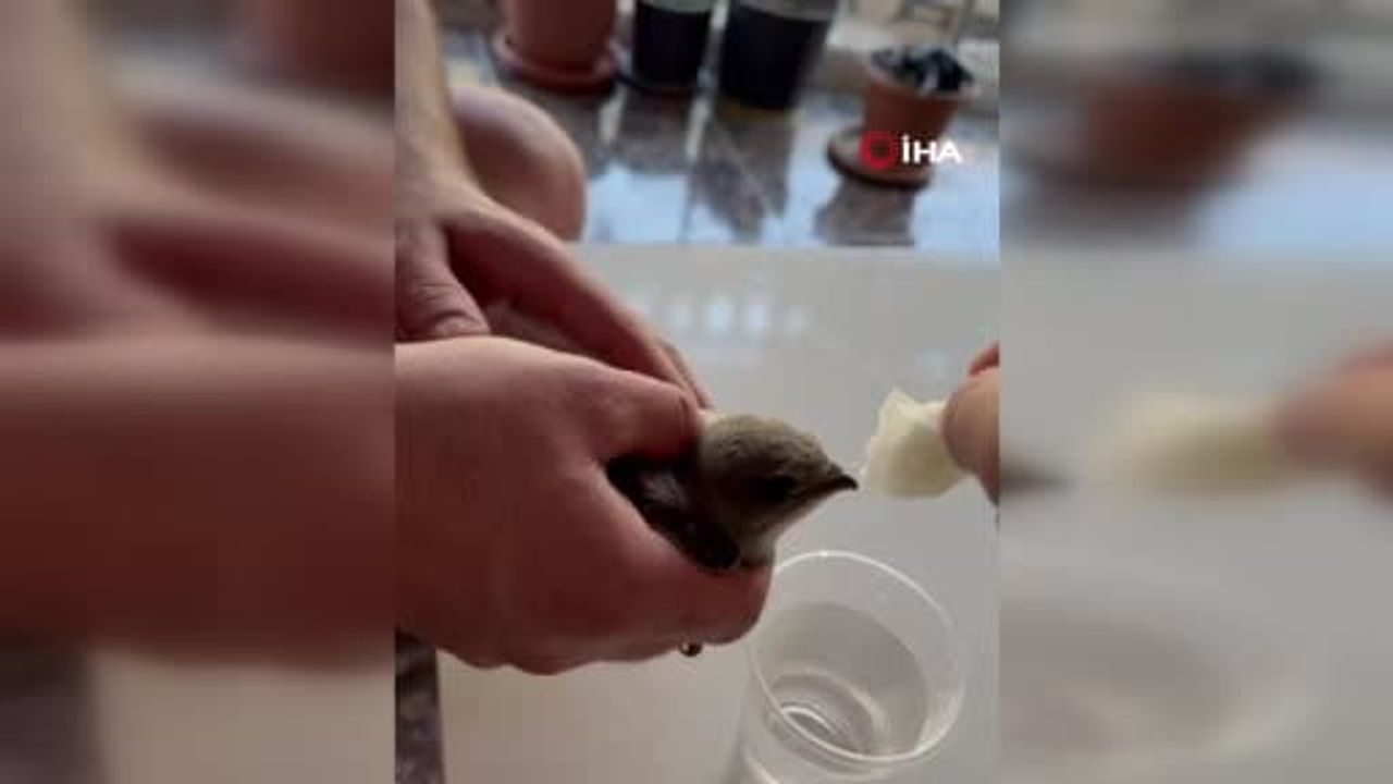 Vatandaşlar sıcaktan bitkin düşen ebabil kuşuna su verdi