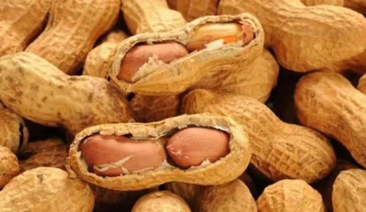 Yer fıstığı zararlı mı, ne kadar yenmeli