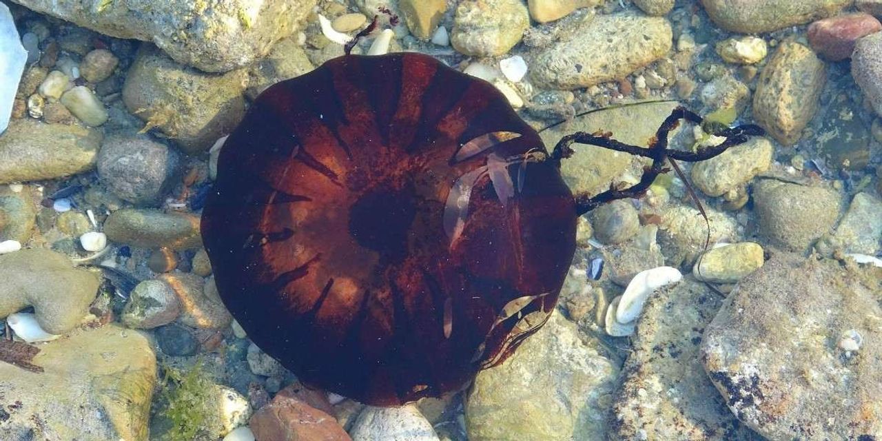 Zehirli Pusula Denizanası