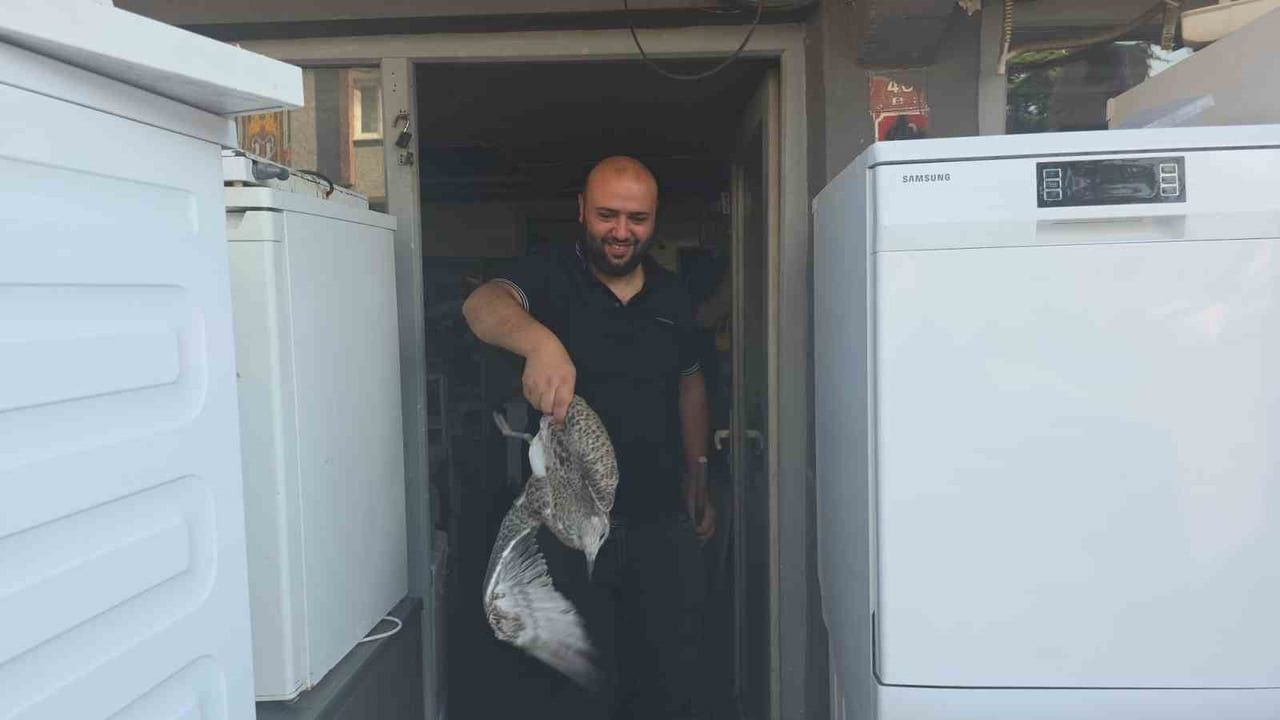 ZONGULDAK'IN KARADENİZ EREĞLİ İLÇESİNDE BİR BEYAZ EŞYA TAMİRCİSİNE GİREN MARTI YAVRUSU, İŞ YERİ...