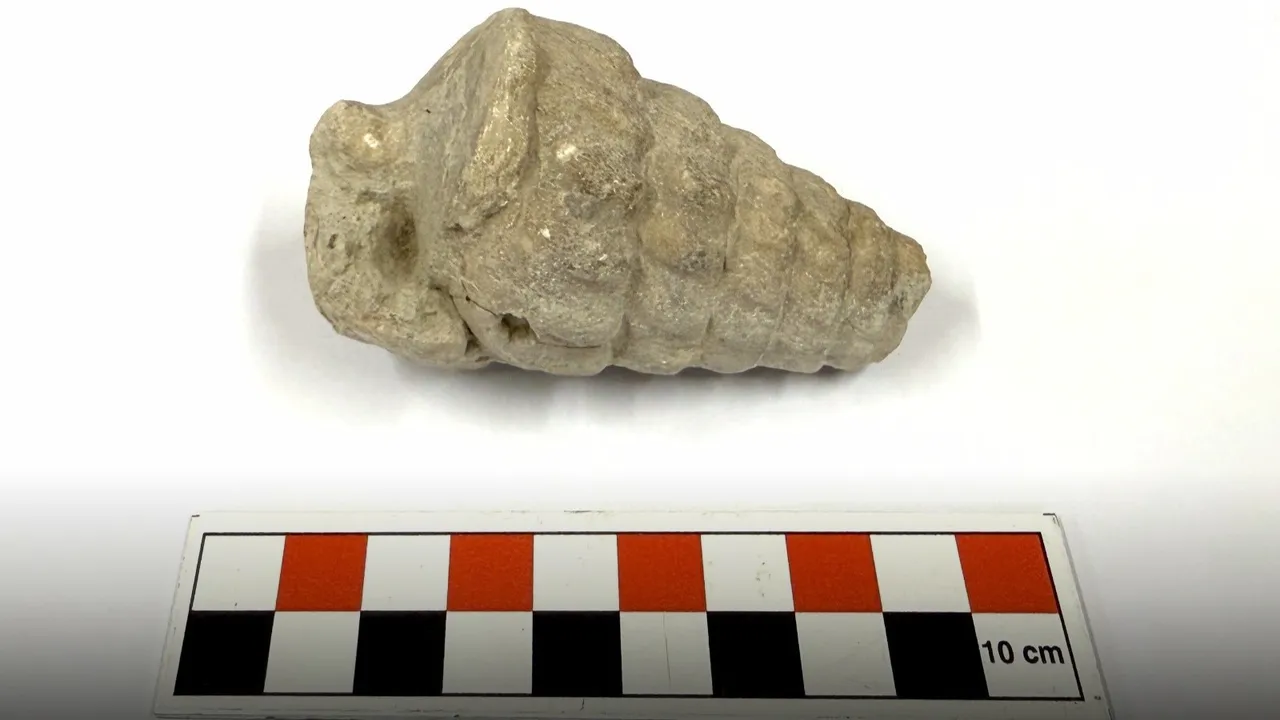 kulhoyuk-kazilarinda-tetis-denizi-fosili-bulundu
