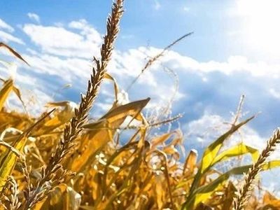 Milyonlarca çiftçiye müjdeli haber geldi! Prim desteği ne zaman ödenecek?
