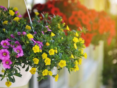 Balkon Çiçekleri ve İsimleri