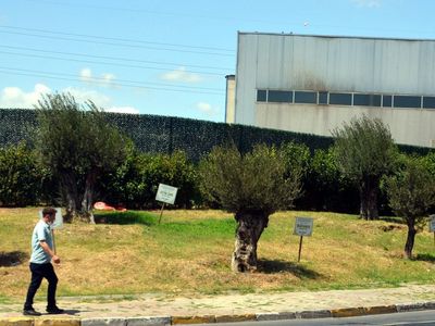 Avcılar'da Öldürülen Kadınların Anısını Dikilen Zeytin Ağaçlarının Tabelaları Çalındı