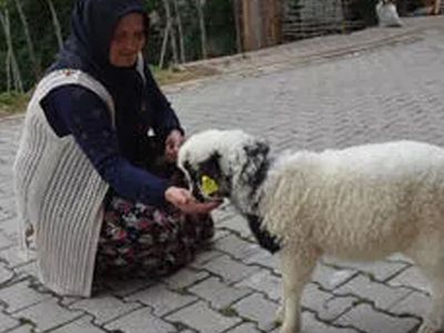 Kuzu görenleri hayrete düşürdü! Sahibine ‘anne’ diye meleyişi kameralara saniye saniye yansıdı